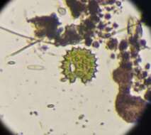 Image of Pseudopediastrum