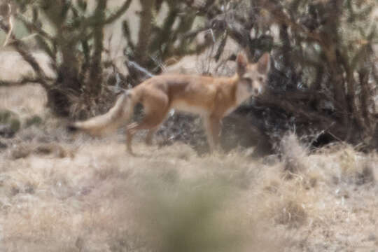 Image of swift fox