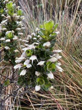 Image of Baccharis tricuneata (L. fil.) Pers.