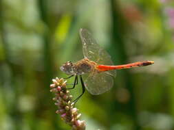 Image of spotted darter