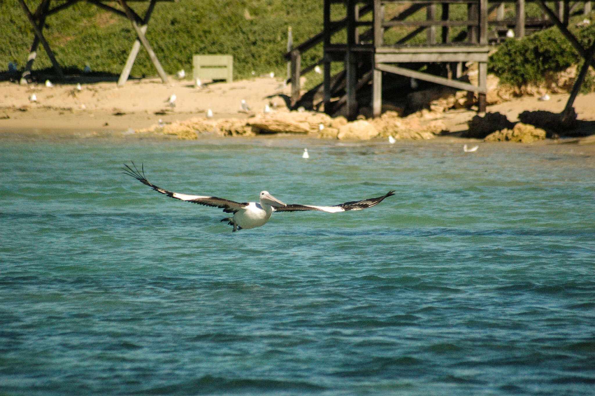 Image of Australian Pelican