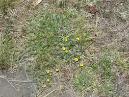 Image of Potentilla candicans Humb. & Bonpl. ex Schltdl.