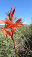 Слика од Watsonia spectabilis Schinz