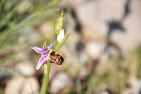 Image of Ophrys scolopax subsp. scolopax