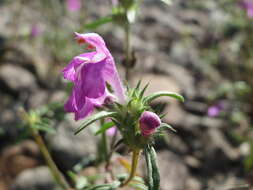 Imagem de Galeopsis angustifolia Ehrh. ex Hoffm.