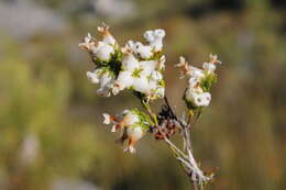 Image of Erica denticulata L.