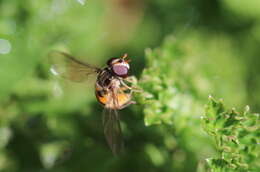 Image of Episyrphus trisectus (Loew 1858)