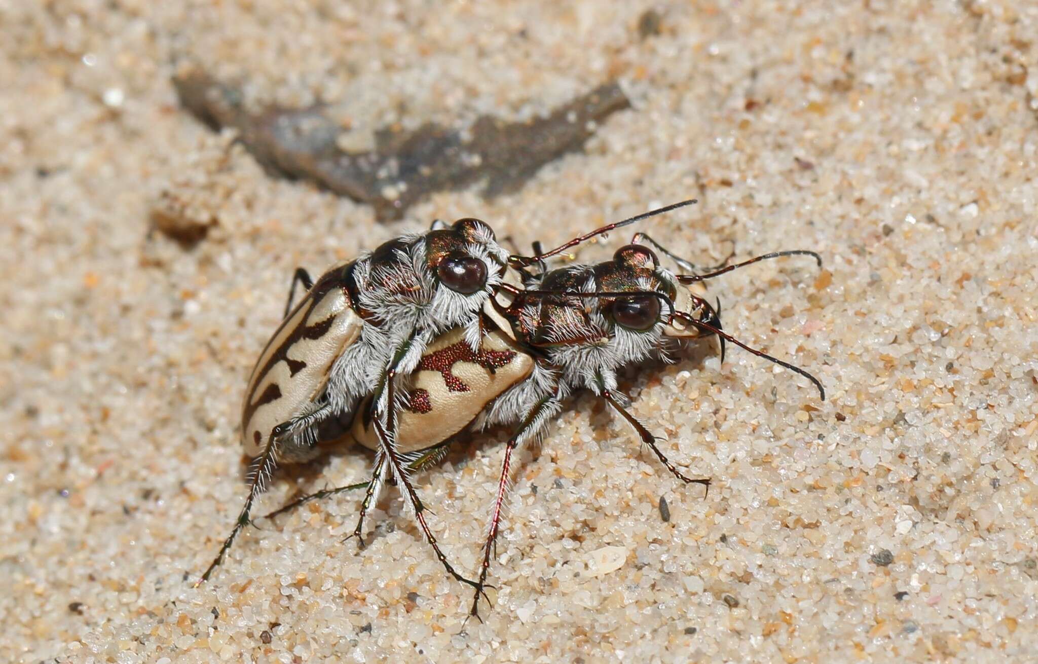 Слика од Habrodera capensis (Linnaeus 1764)