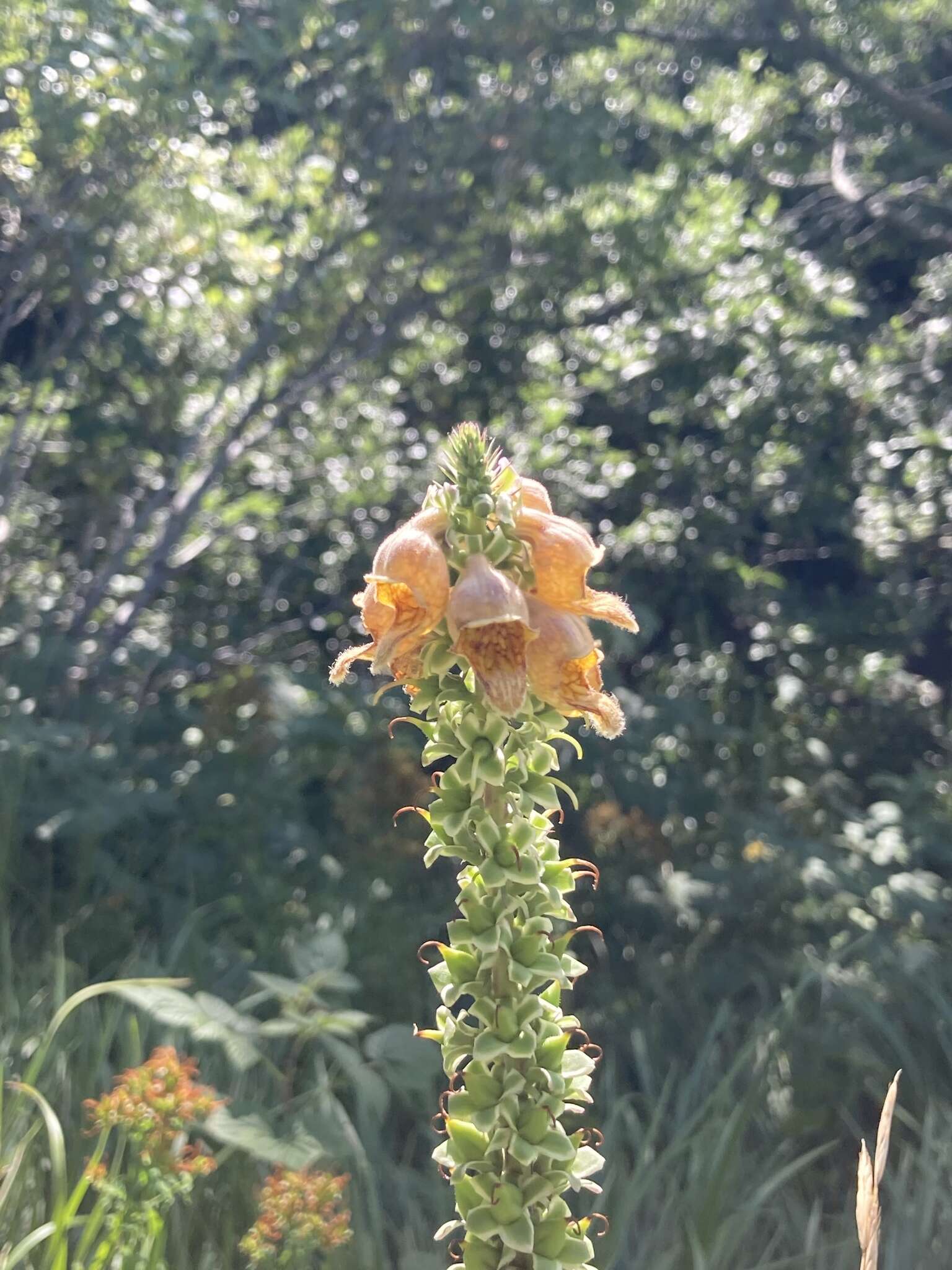 Imagem de Digitalis ferruginea L.