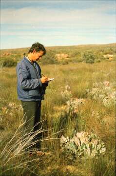 Image of Protea convexa Phillips