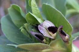 Image of Vicia johannis Tamamsch.