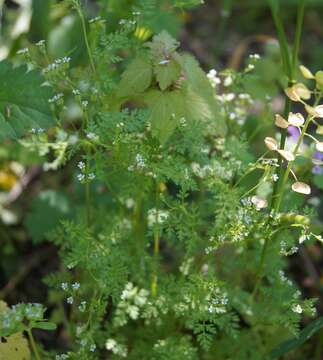 Image of garden chervil