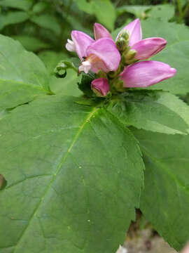 Image of Erwin's red turtlehead