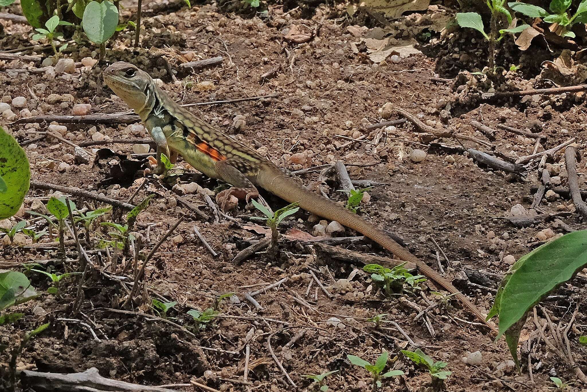 Image of Common Butterfly Lizard