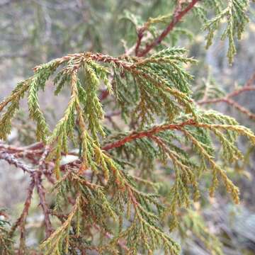 Image of Juniperus flaccida var. poblana Martínez