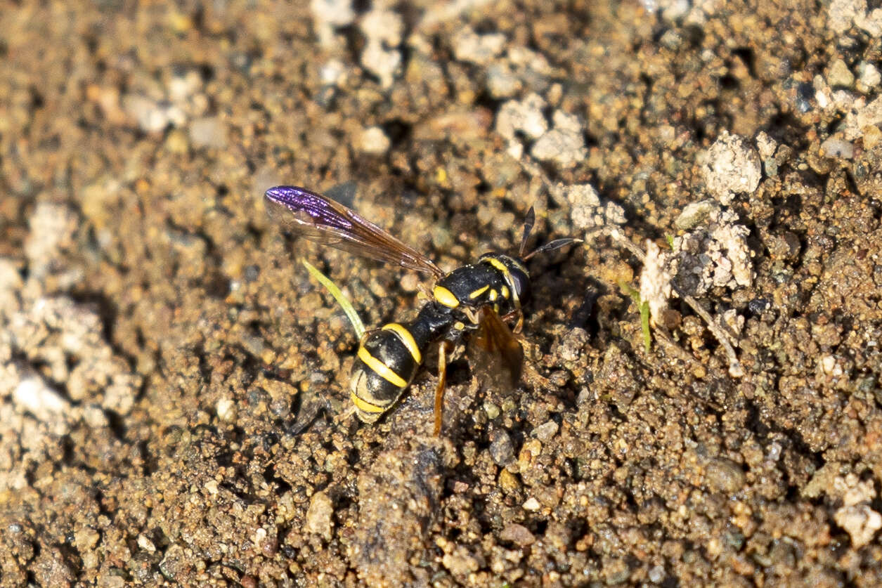 Image of Sphiximorpha durani