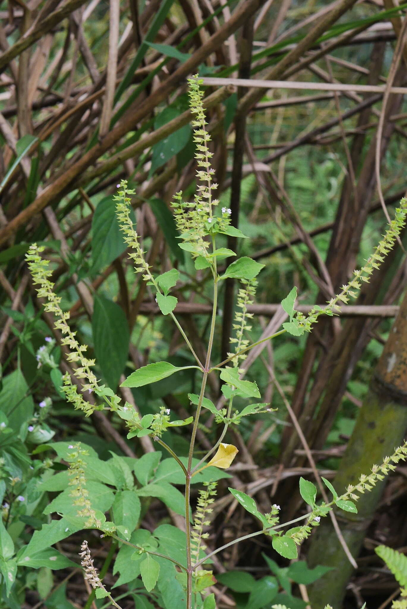 Mosla scabra (Thunb.) C. Y. Wu & H. W. Li resmi