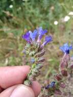 Image of Anchusa procera Bess. ex Link