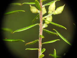Image of Leucopogon leptospermoides R. Br.