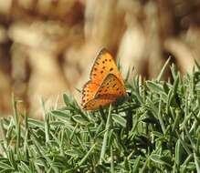 Image de Lycaena asabinus (Herrich-Schäffer (1851))