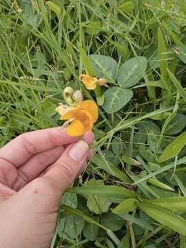 Image of Long-Leaf Cow-Pea