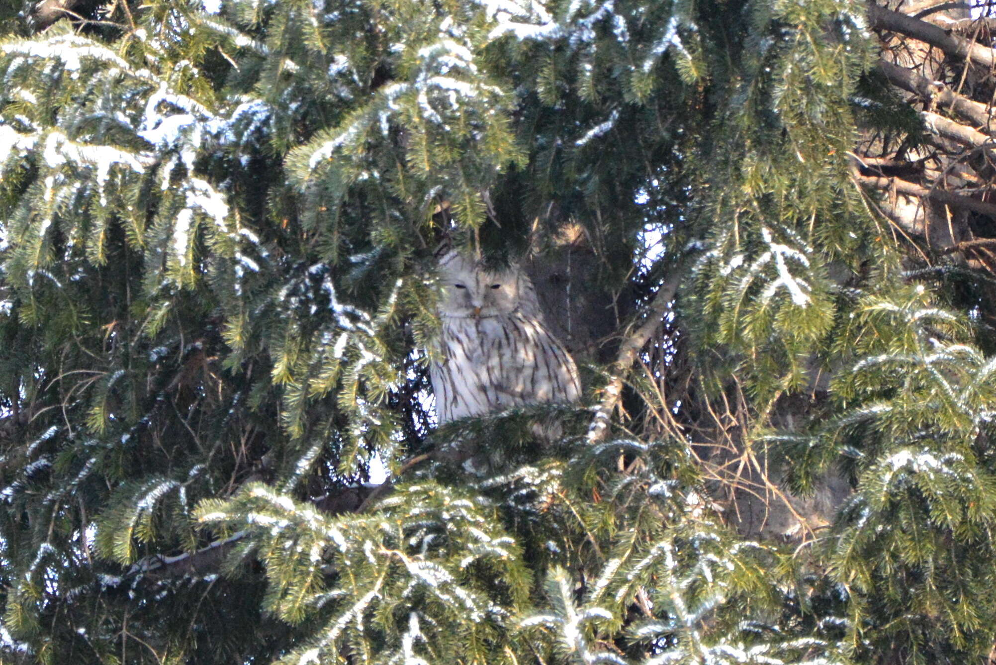 Image of Ural Owl