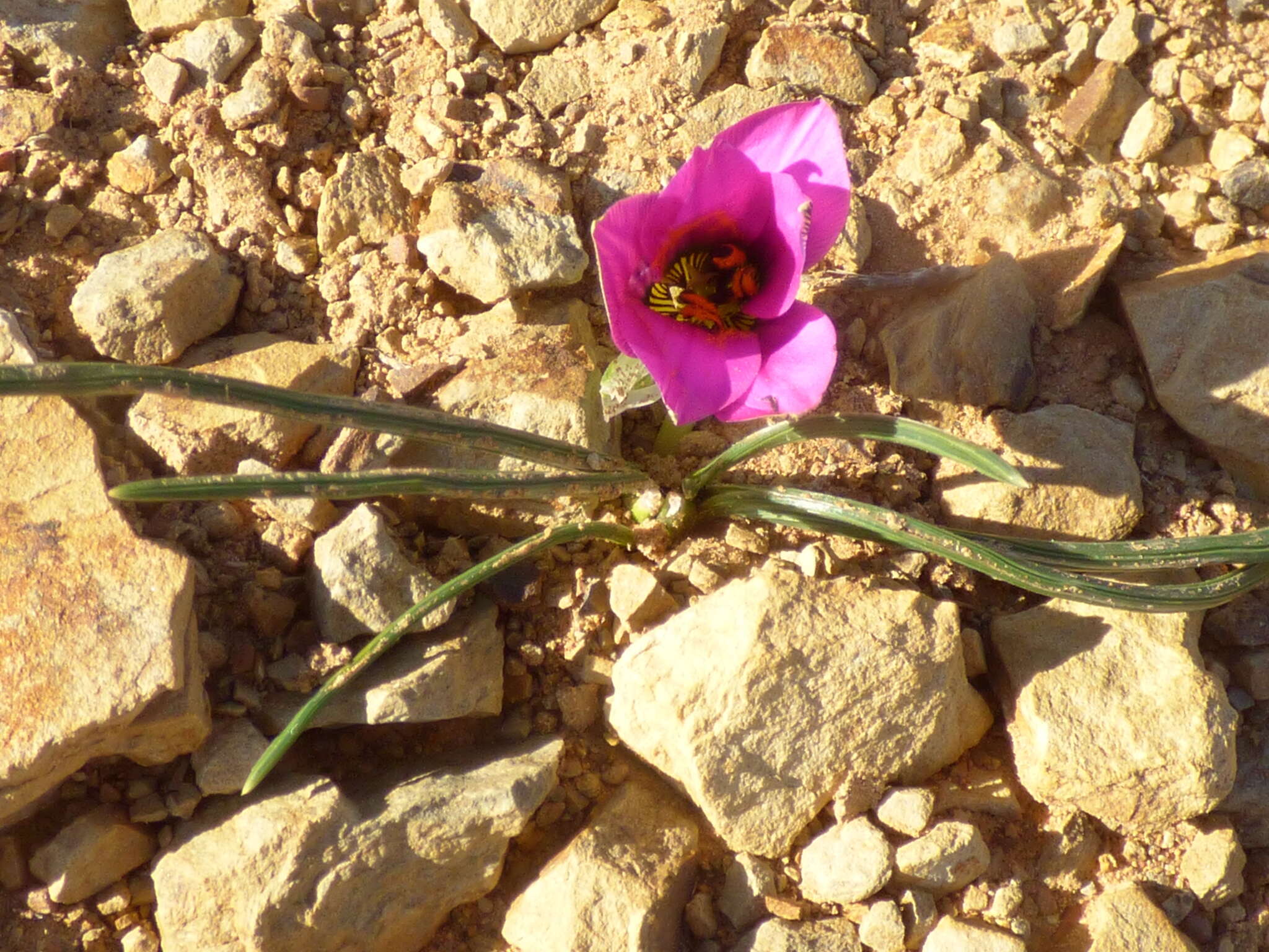 Image of Romulea atrandra G. J. Lewis