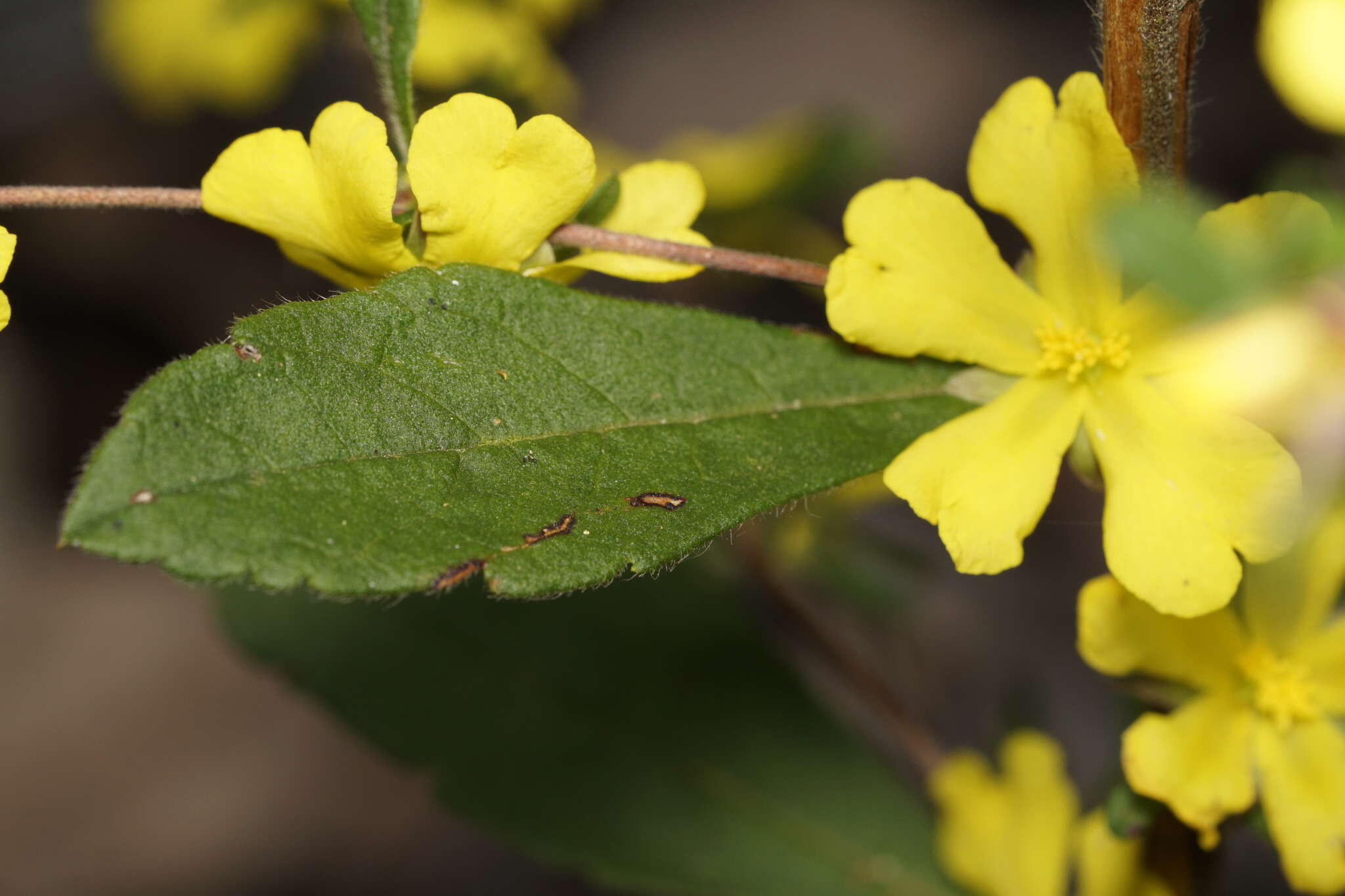 Image of Hibbertia serrata Hotchk.