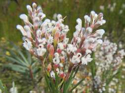 Image of Spatalla racemosa (L.) Druce