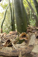 Image of Gastrodia pubilabiata Y. Sawa