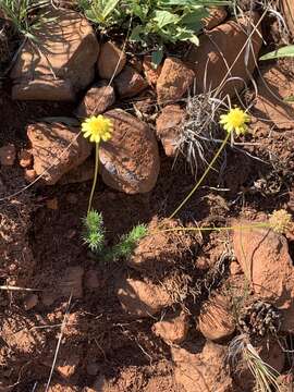 Image of Euryops laxus (Harv.) Burtt Davy