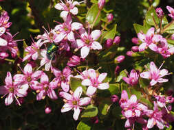 Image of Agathosma odoratissima (C. V. Montin) Pillans