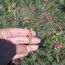 Image of Onobrychis arenaria subsp. miniata (Steven) P. W. Ball