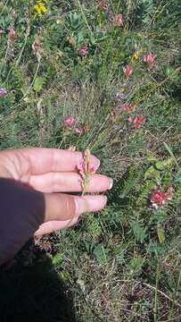 Image of Onobrychis arenaria (Kit.) DC.