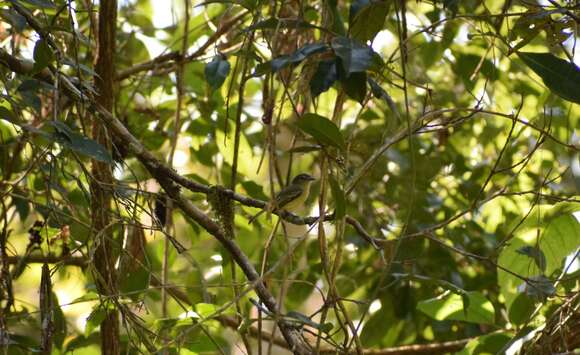 Image of Slender-footed Tyrannulet