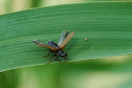 Image of Hemicrepidius niger (Linnaeus 1758)