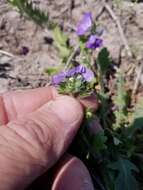 Phacelia austrotexana (J. A. Moyer) B. L. Turner的圖片