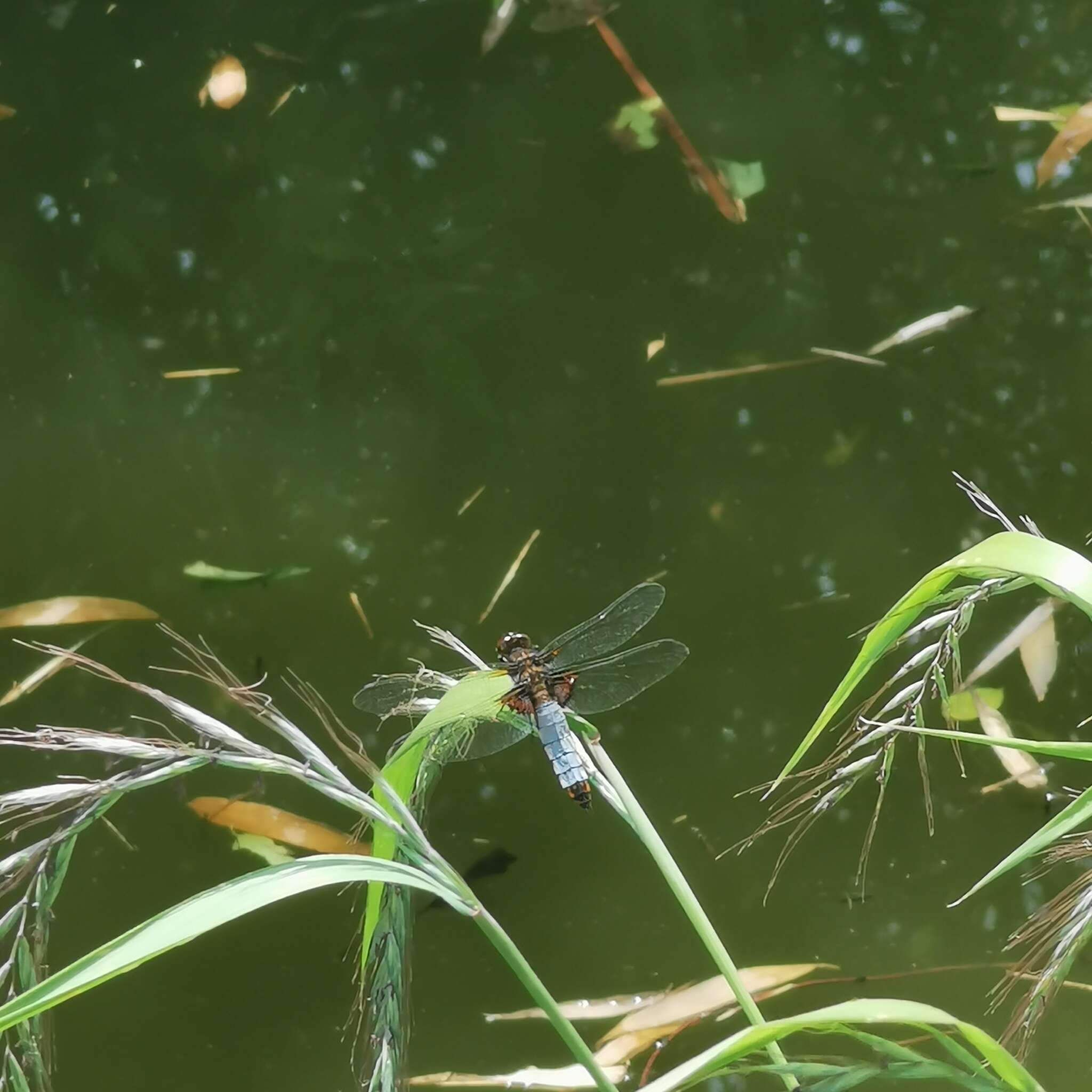 Image of Libellula melli Schmidt 1948