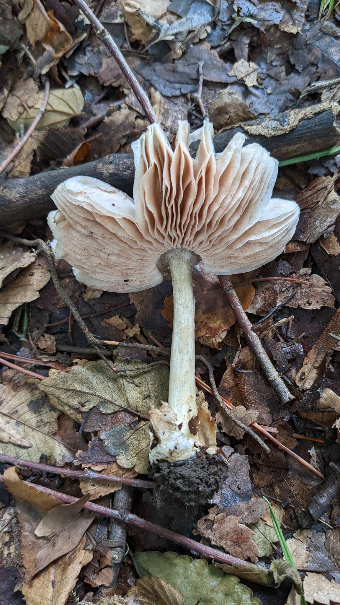 Image of Amanita longistriata S. Imai 1938