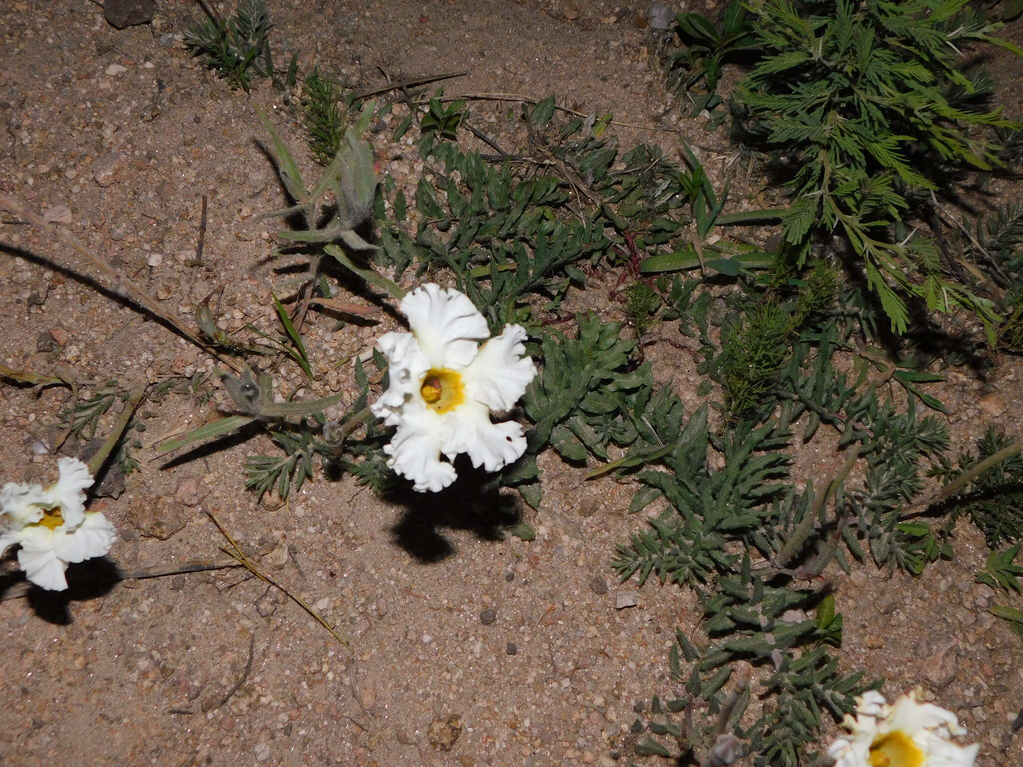 Image of Mandevilla petraea (A. St.-Hil.) Pichon