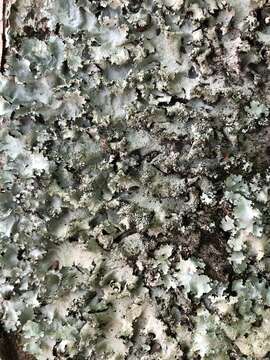 Image of parmotrema lichen