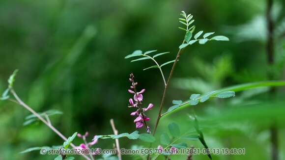 Indigofera bungeana Walp.的圖片