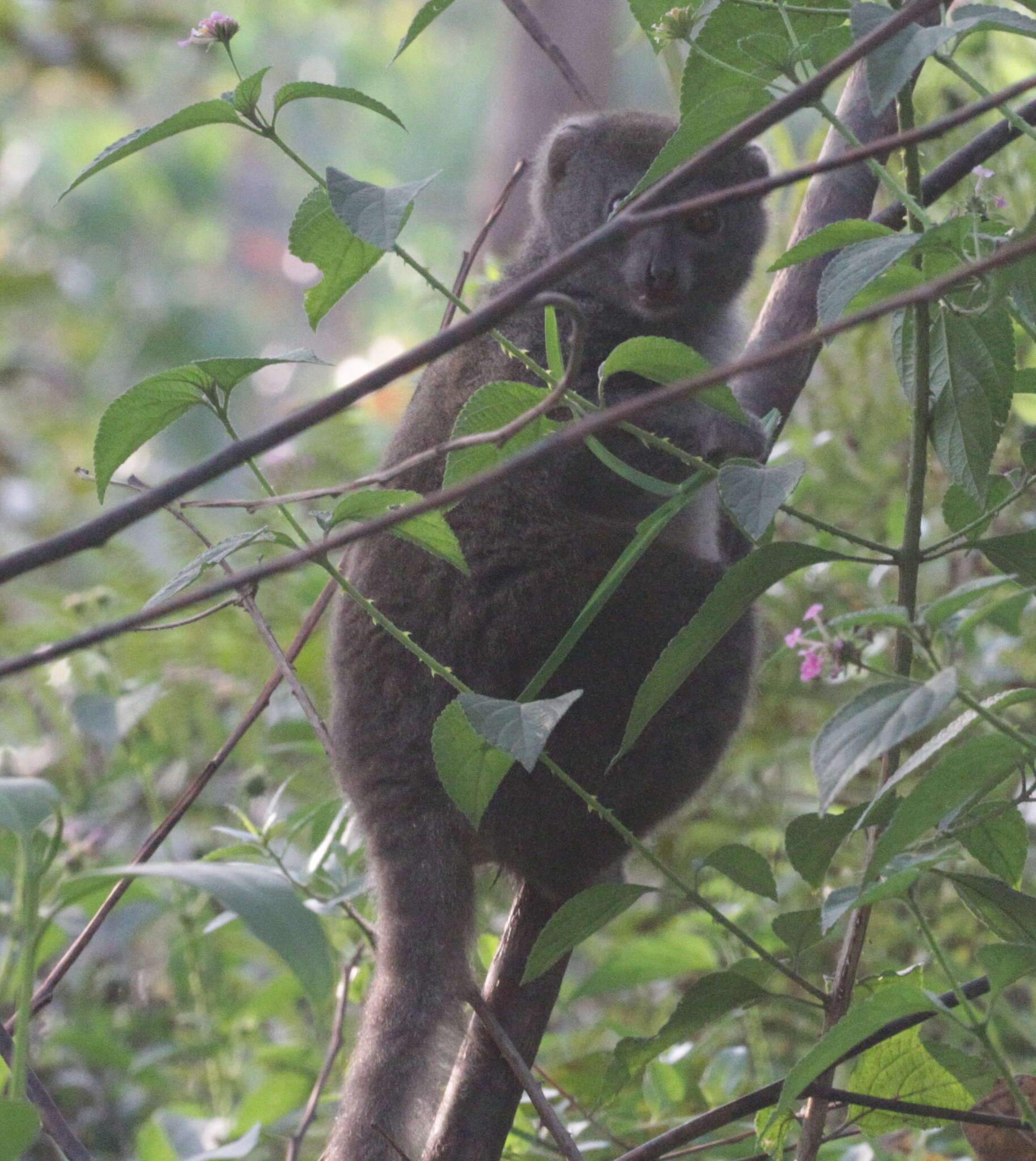 Image of Bamboo Lemur