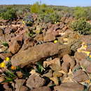 Image of Cheiridopsis delphinoides S. A. Hammer