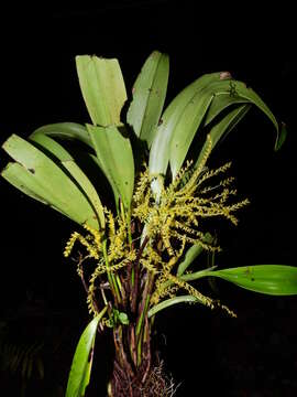 Image of Stelis pittieri (Schltr.)