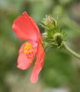 Image of Hibiscus barbosae Exell