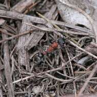 Image of Myrmecia ludlowi Crawley 1922