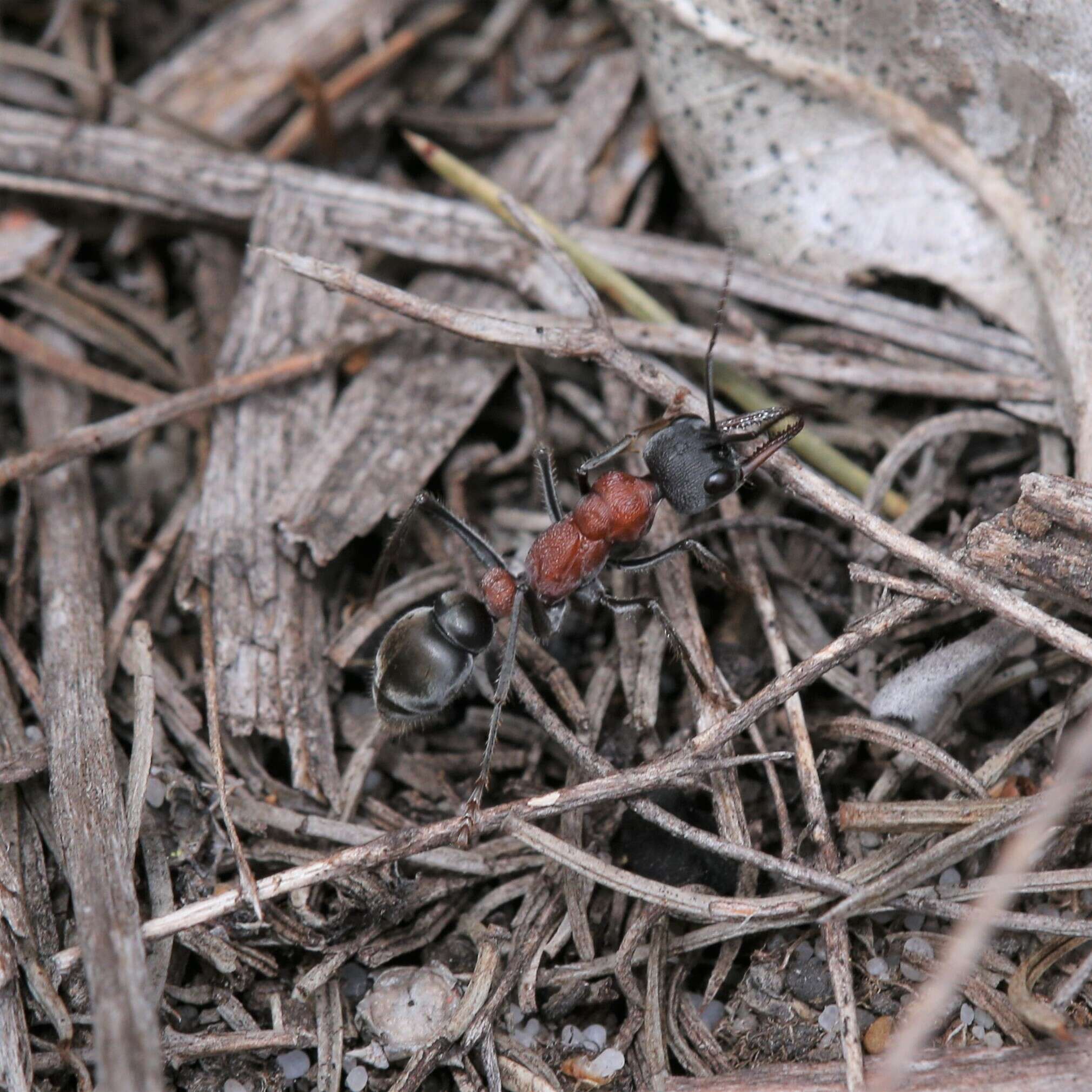 Image of Myrmecia ludlowi Crawley 1922