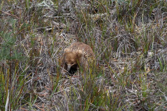 Image of Tasmanian Echidna