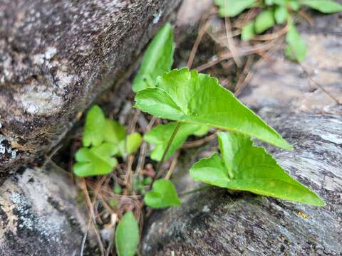 Imagem de Viola novae-angliae House